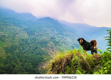 Dog Posing In The Mountains