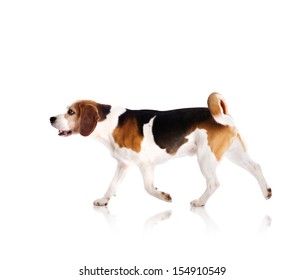 Dog is posing in studio - isolated on white background