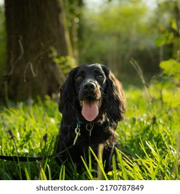 Dog Posing In Tall Grass