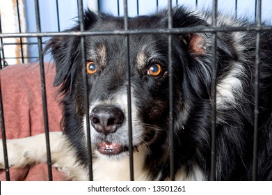 Dog Pound Stock Photo 13501261 | Shutterstock