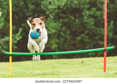 Dog practices agility course at home backyard jumping over hurdle  - Shutterstock ID 2275462587