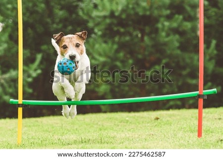 Dog practices agility course at home backyard jumping over hurdle 