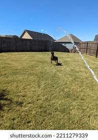 Dog Prancing Under Water Hose