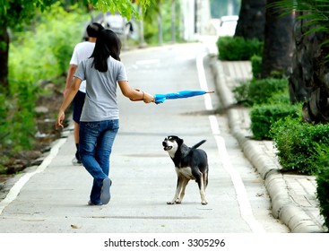 Dog Preparing To Attack Stranger Walkng By.