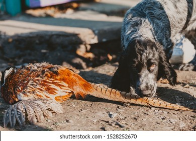 Dog and prey. Close-up Russian Spaniel and Pheasant