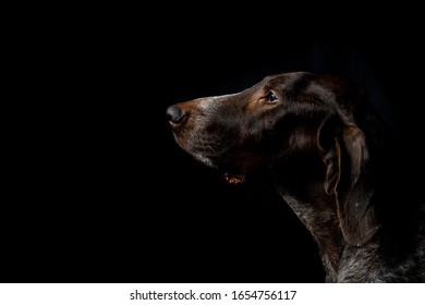 黒い犬 の画像 写真素材 ベクター画像 Shutterstock