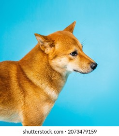 Dog Profile Side Face Portrait Shiba Inu On Blue Background. Cute Orange Dog Looking Confused. Animal Pet Theme. Square Composition