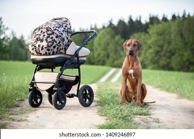 Dog Protecting A Baby Carriage