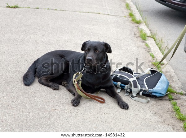 The dog protects a\
backpack and car
