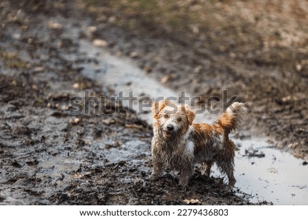 Dog in a puddle. A dirty Jack Russell Terrier puppy stands in the mud on the road. Wet ground after spring rain.