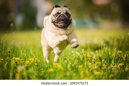 dog, pug, animal, puppy, pet, canine, cute, breed, bulldog, white, isolated, grass, portrait, pets, mammal, purebred, mops, small, sitting, brown, adorable, funny, pedigree, domestic, friend, happy pu