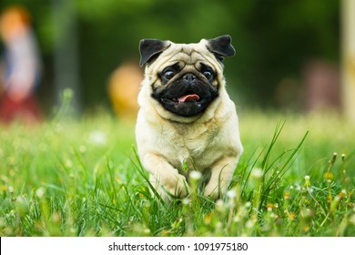 dog, pug, animal, puppy, pet, canine, cute, breed, bulldog, white, isolated, grass, portrait, pets, mammal, purebred, mops, small, sitting, brown, adorable, funny, pedigree, domestic, friend, happy pu