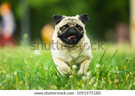 dog, pug, animal, puppy, pet, canine, cute, breed, bulldog, white, isolated, grass, portrait, pets, mammal, purebred, mops, small, sitting, brown, adorable, funny, pedigree, domestic, friend, happy pu ストックフォト © 