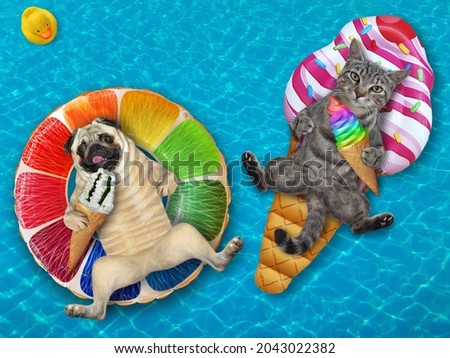 A dog pug and a gray cat are lying on inflatable rings in a swimming pool at the resort.