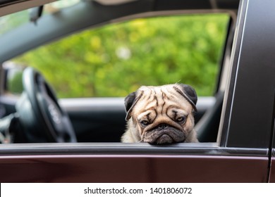 Dog Pug On Car Making Serious Face And Boring Feeling So Sad