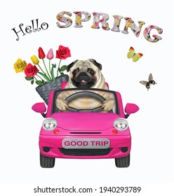 A Dog Pug With A Pail Of Flowers Is Driving A Pink Car. Hello Spring. White Background. Isolated.