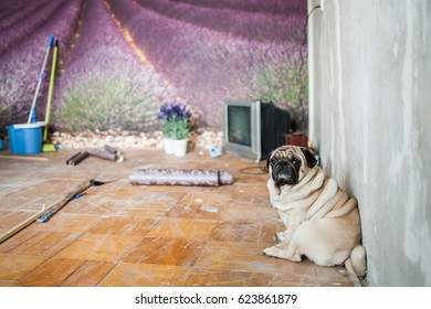 Dog Pug Sitting In A Room Where There Is A Repair. Repair,  Mess