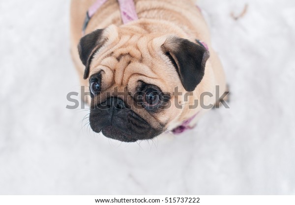 Dog Pug Snow Winter Closeup Portrait の写真素材 今すぐ編集