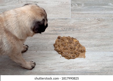 Dog pug vomit in the living room on the floor, sick dog vomitted to cure itself