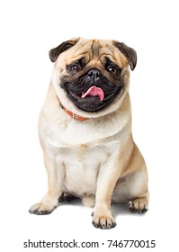 Dog Pug White Background 