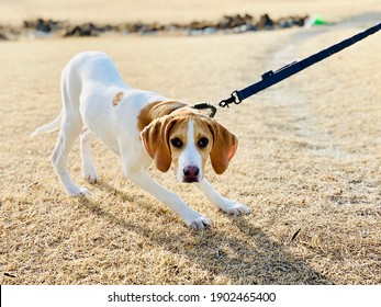 A Dog Pulled By A Lead And Glaring