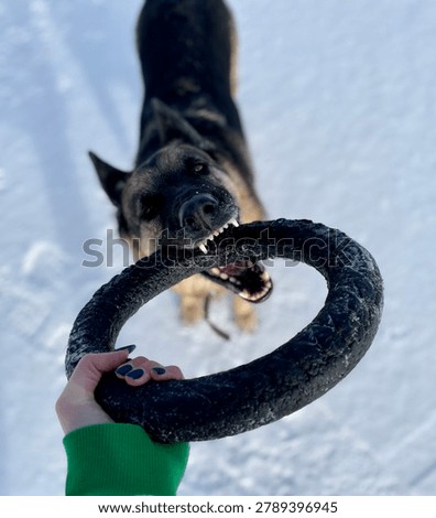 dog with a puller toy