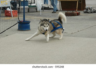 dog weight pulling cart