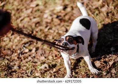 Dog pulling its leash holding it in mouth playing tug-of-war