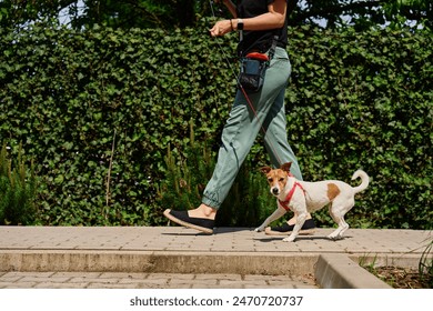 Dog pulling leash while walking on sunny day. Woman leads her pet at leash at sidewalk. Bad behavior of dog during a walk