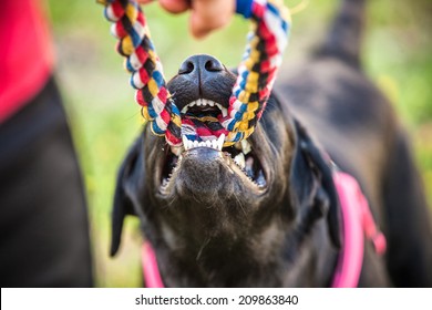 836 Dog pulling rope Images, Stock Photos & Vectors | Shutterstock