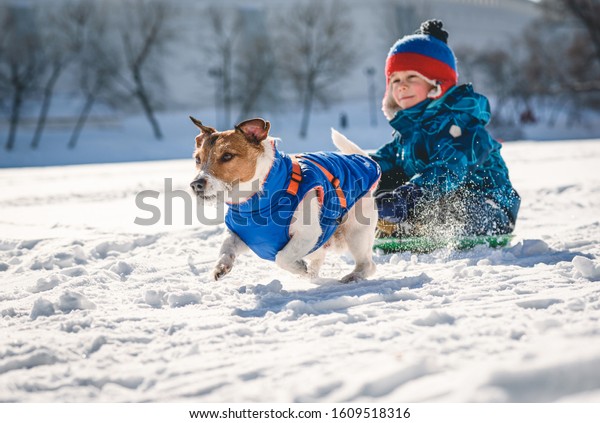 corgis pulling sled