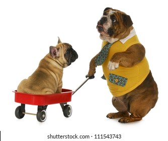 Dog Pulling A Wagon - English Bulldog Pulling A Wagon With A French Bulldog In It On White Background