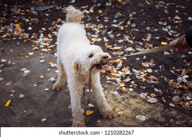 the dog pulls his teeth for a leash