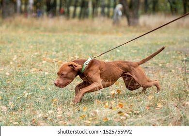 The Dog Pulls The Leash And His Muscles Stand Out