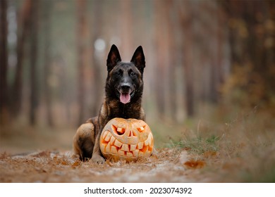 Dog with pumpkin in autumn. Halloween dog. Belgian Shepherds Malinois dog