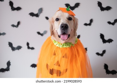 A dog in a pumpkin costume for Halloween. A golden retriever sits on a white background with bats and a smile on his face - Shutterstock ID 2199028593