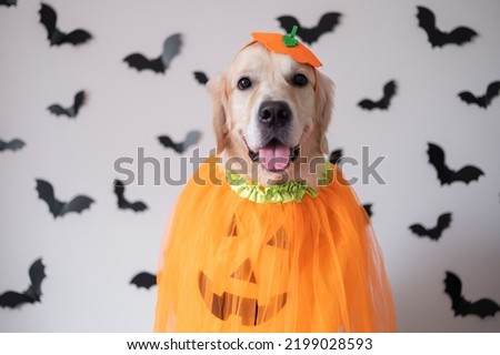 A dog in a pumpkin costume for Halloween. A golden retriever sits on a white background with bats and a smile on his face