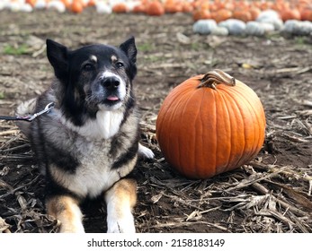 Dog With Pumpkin In Fall At A Pumpkin Patch