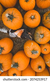 Dog In A Pumpkin Patch 