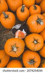 Dog In A Pumpkin Patch 