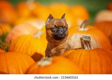 Dog In A Pumpkin Patch