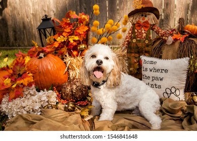 Dog In Pumpkin Patch Autumn