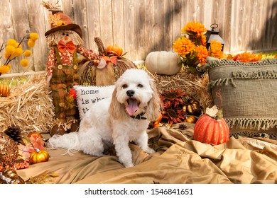 Dog In Pumpkin Patch Autumn