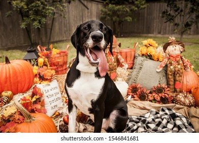 Dog In Pumpkin Patch Autumn