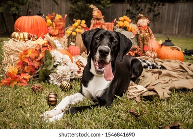 Dog In Pumpkin Patch Autumn