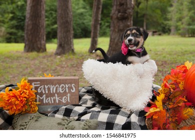 Dog In Pumpkin Patch Autumn