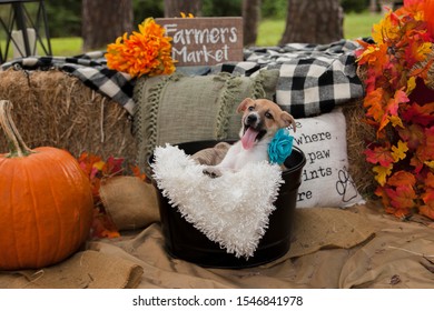 Dog In Pumpkin Patch Autumn