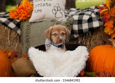 Dog In Pumpkin Patch Autumn