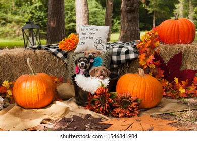 Dog In Pumpkin Patch Autumn