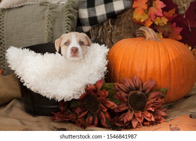 Dog In Pumpkin Patch Autumn